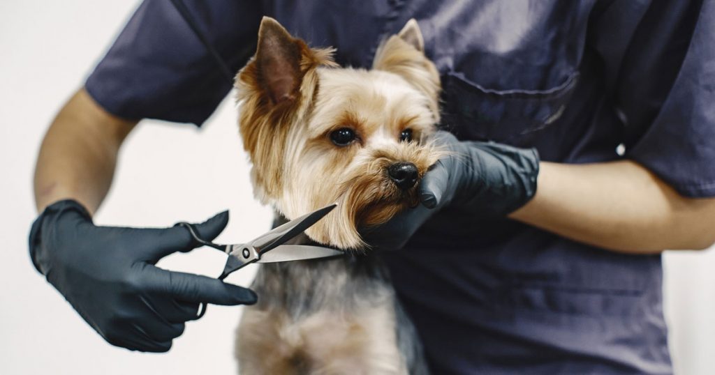 hvordan bliver man hundefrisør